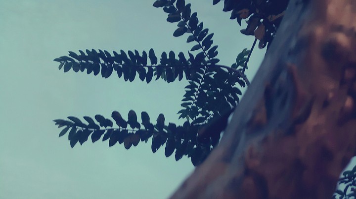 Tree leafs