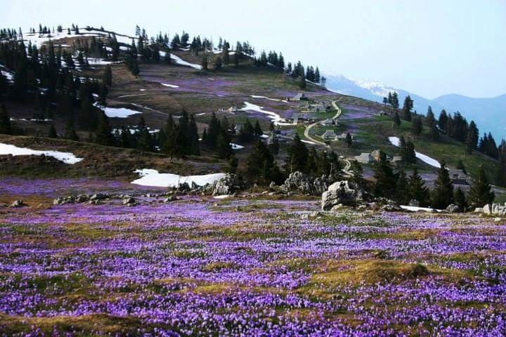 Velika planina