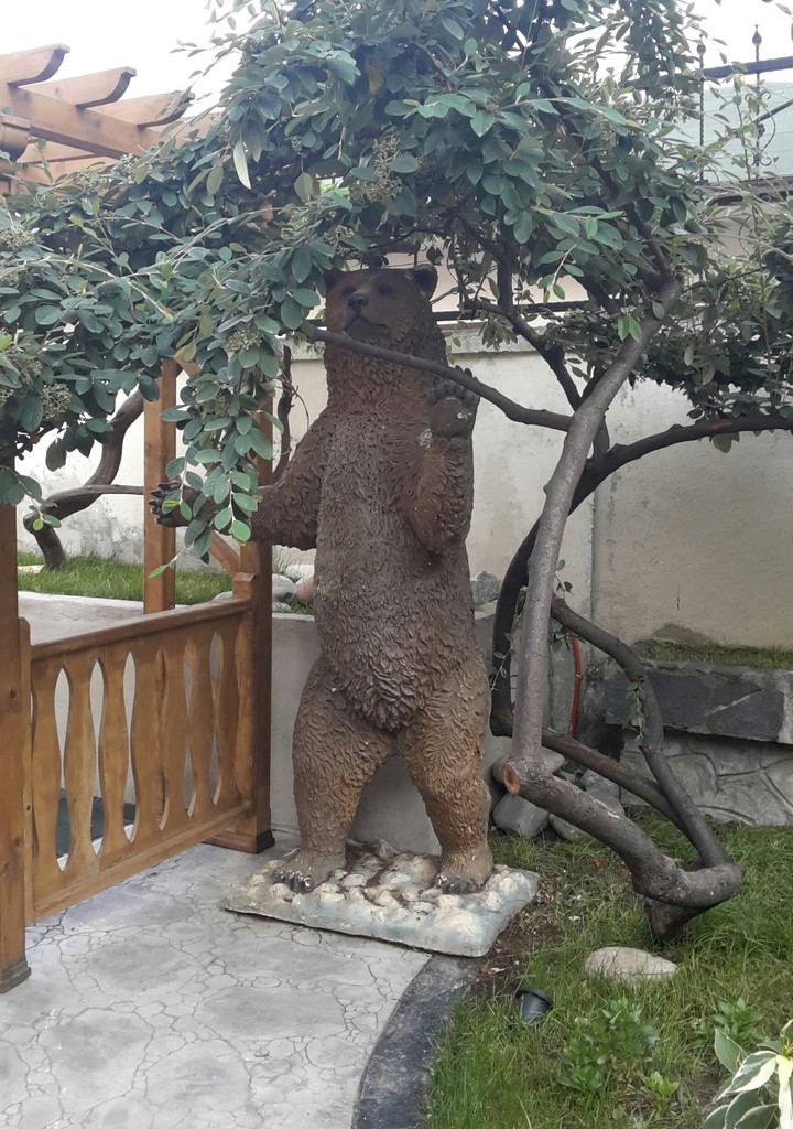 ayı