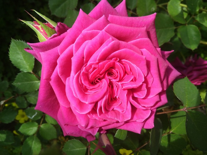 ❤️❤️❤️ FOR YOU ❤️❤️❤️