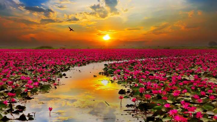 Lotus River sunset