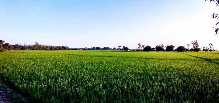 amar gram