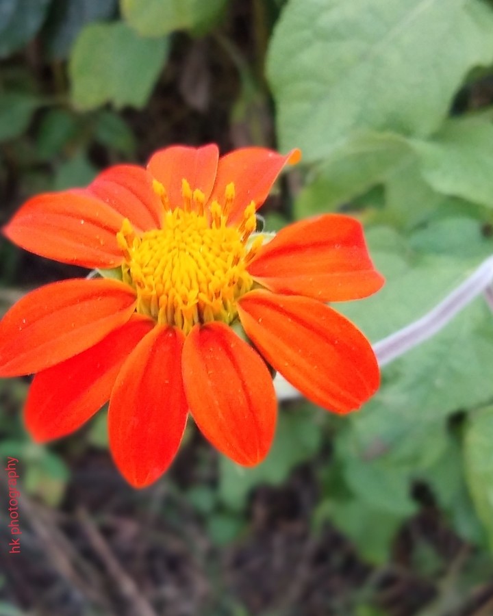 flower