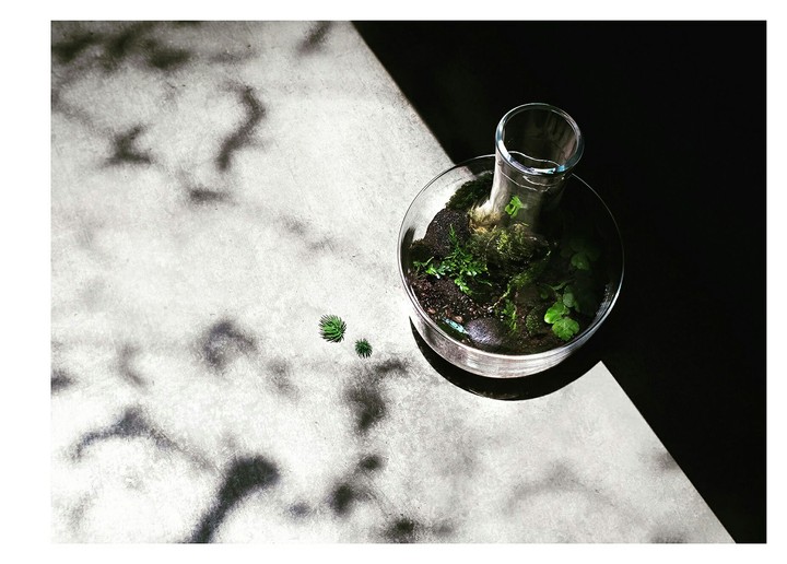 Terrarium