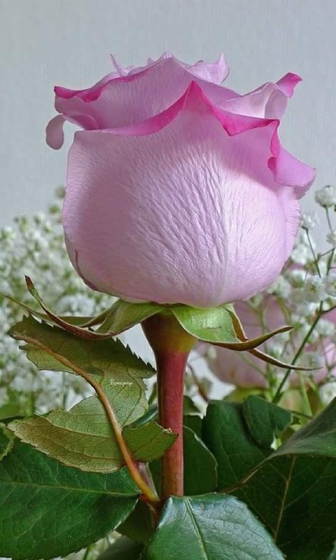 sfondi pedicel, petal