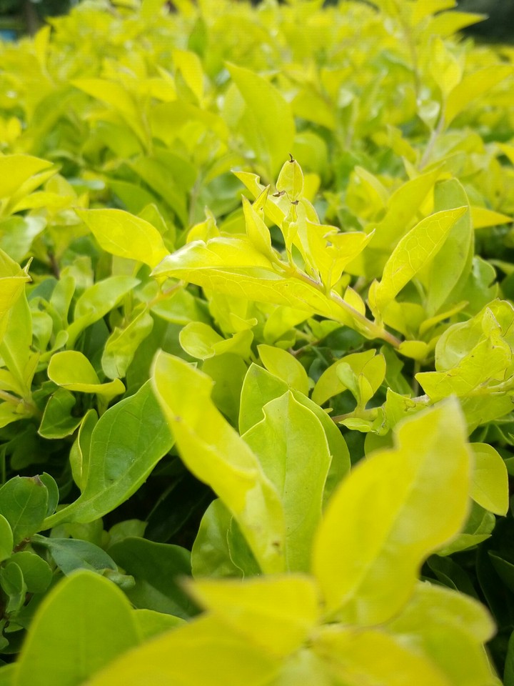 tea leaves