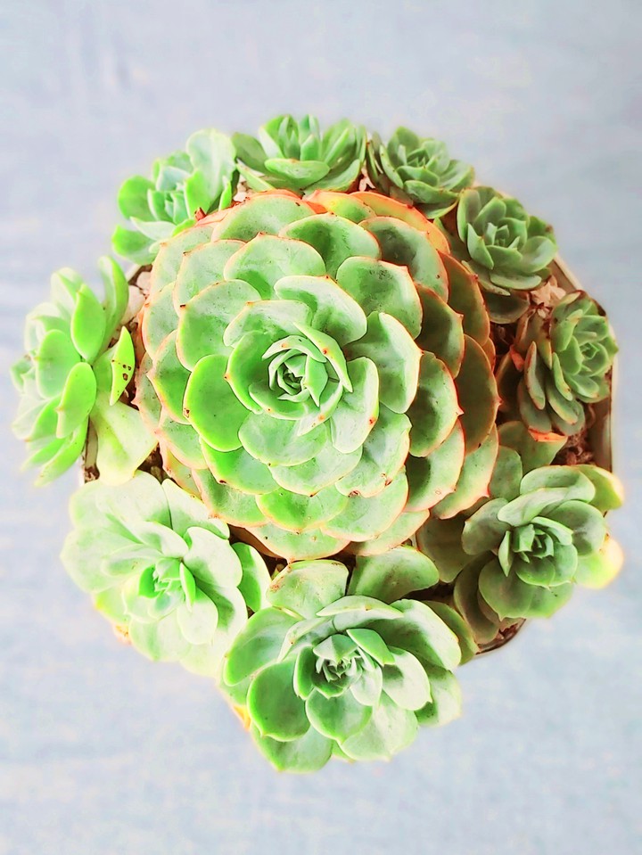 rose cabbage bouquet