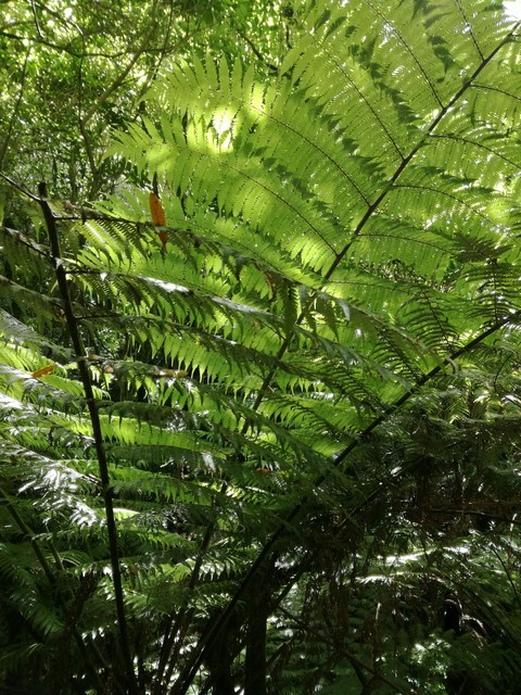 Silver fern