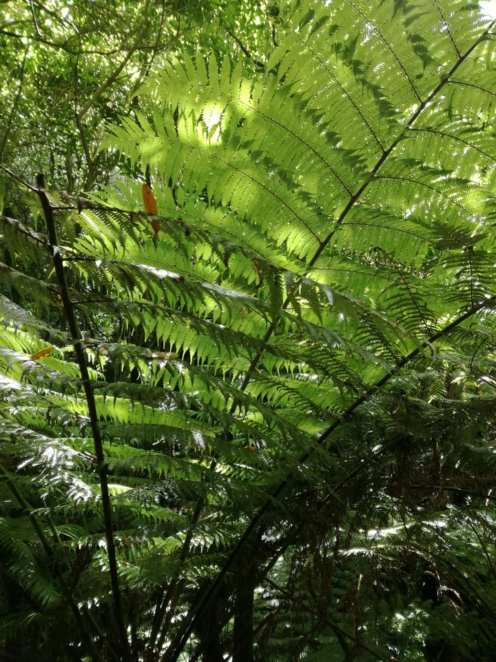 Silver fern