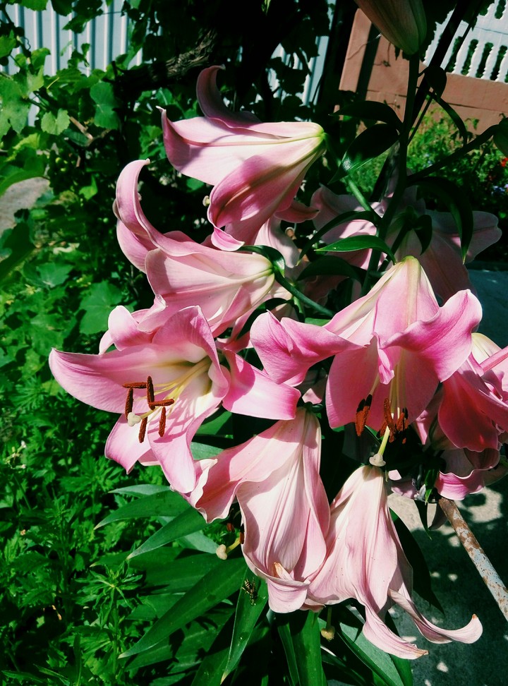 Lily