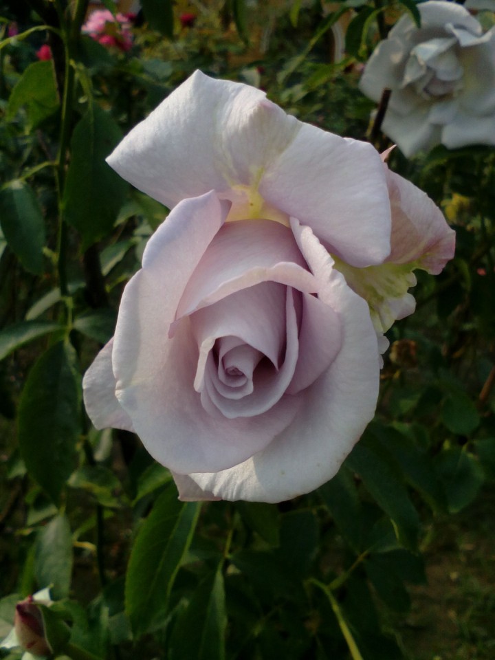 Black Prince