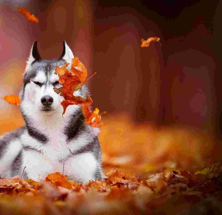 Siberiano