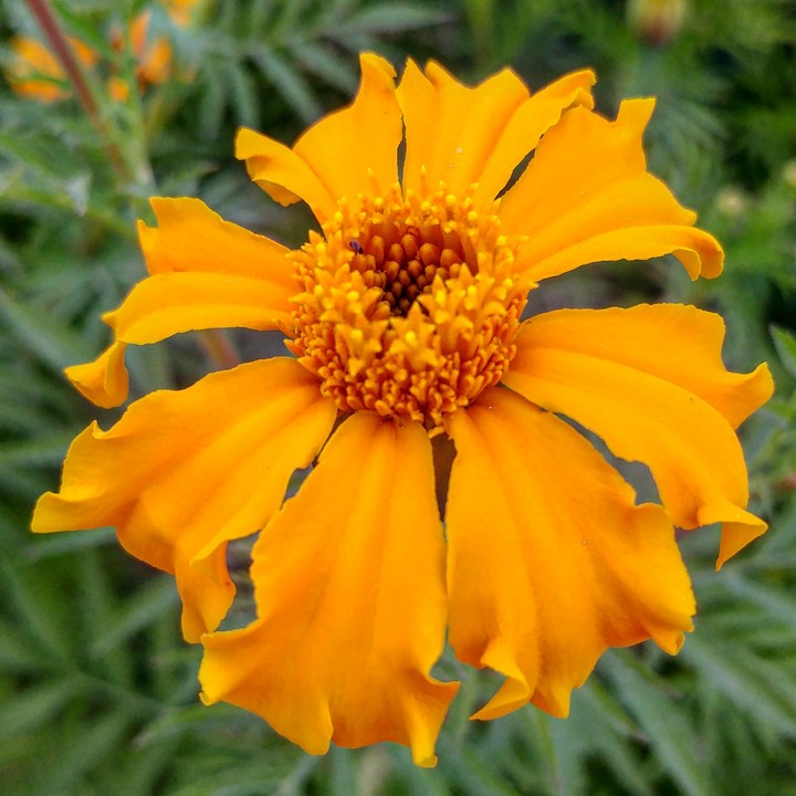 yellow flower