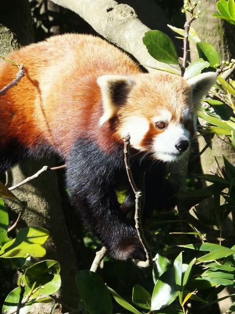 Cute red panda