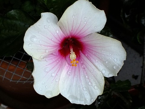 Hibiskus nass