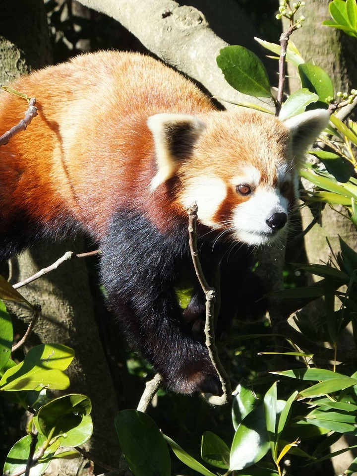 Cute red panda