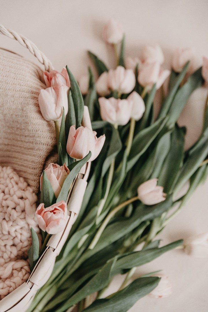 tulips