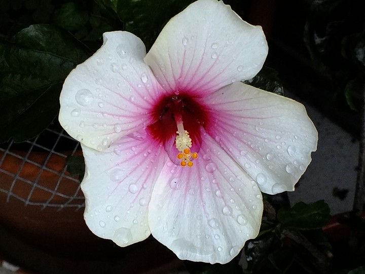 Hibiskus nass