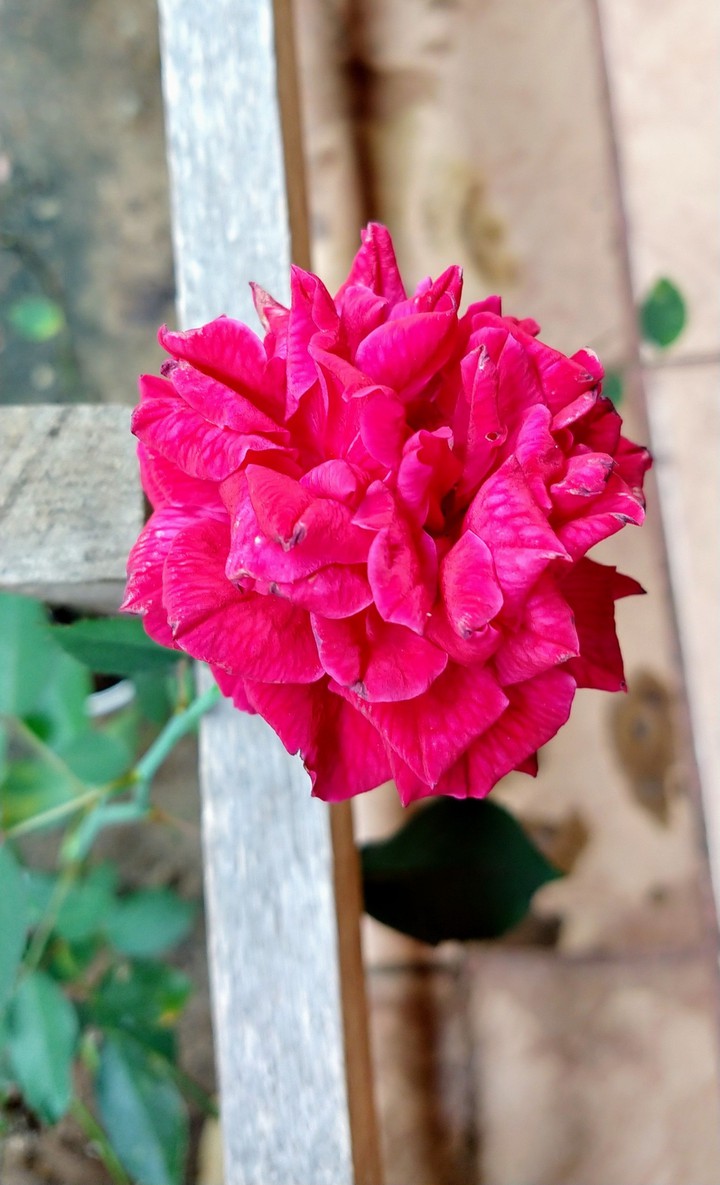 Rosa