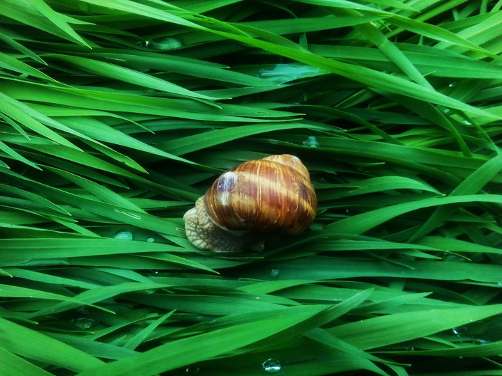 snail