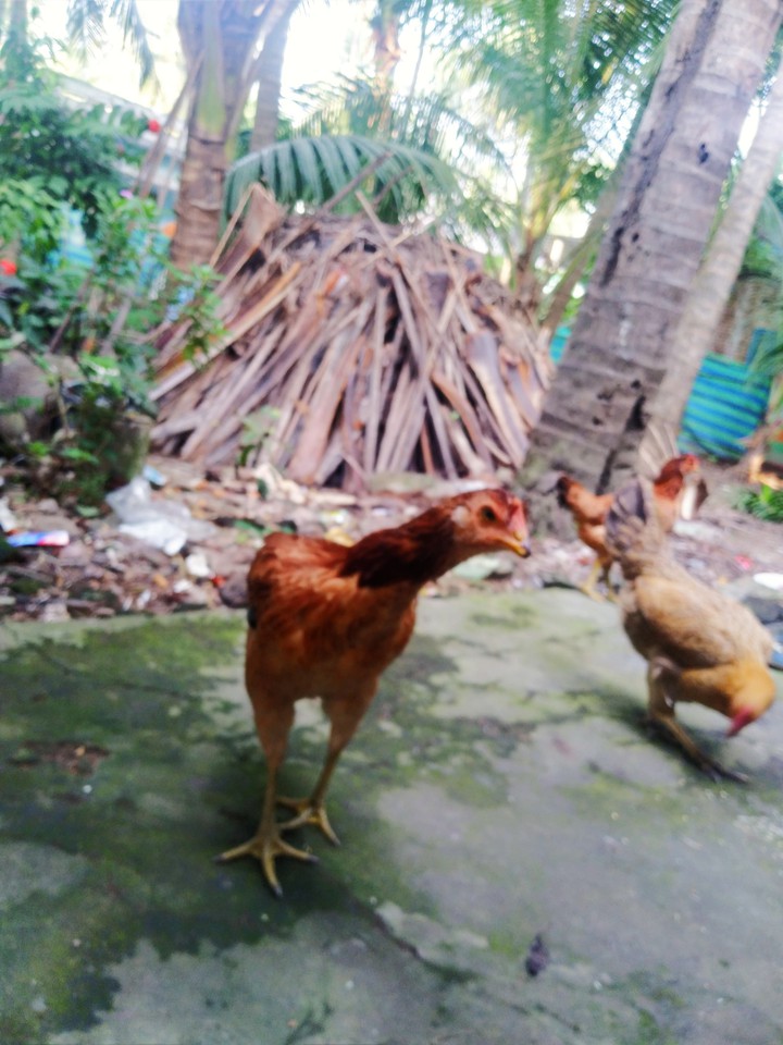 animals