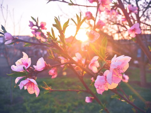 evening blossom