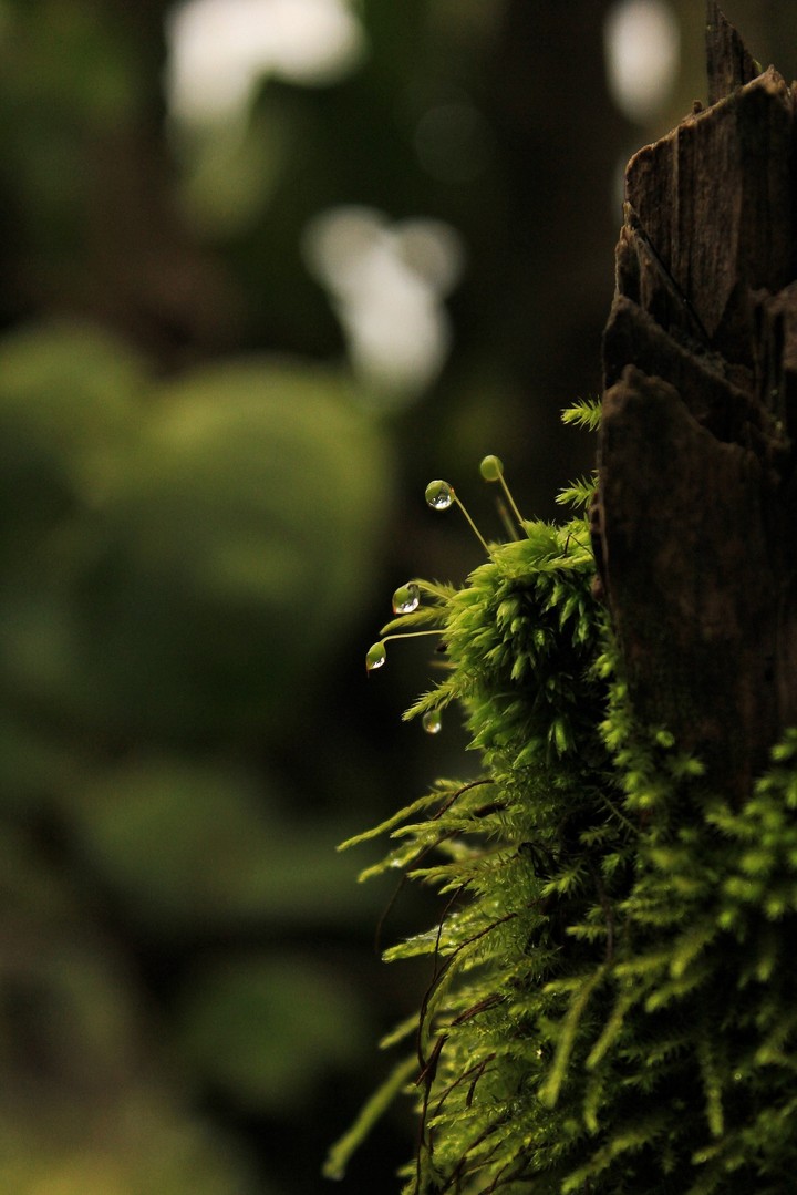 Water Drops