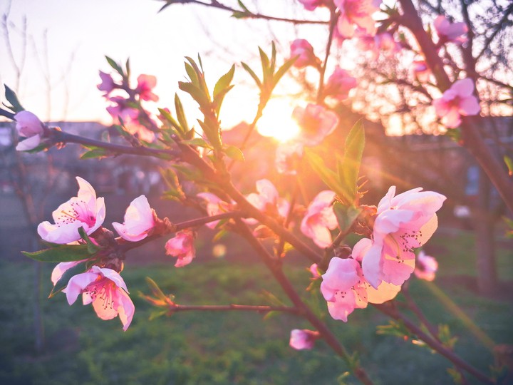 evening blossom