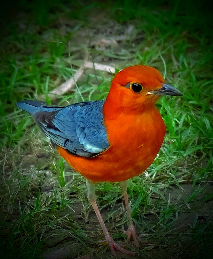 Orange