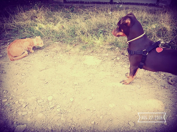 New friends