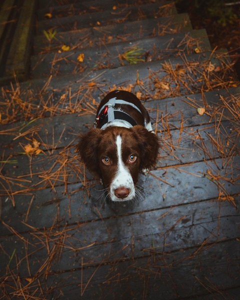 spaniel, dog wallpapers