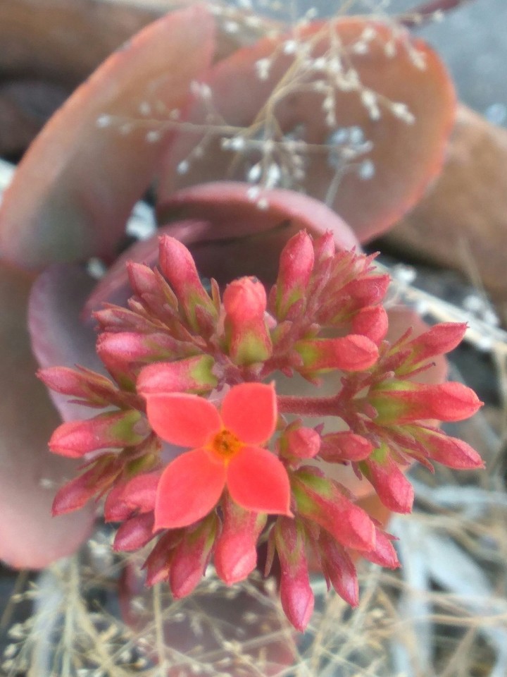red flower 6