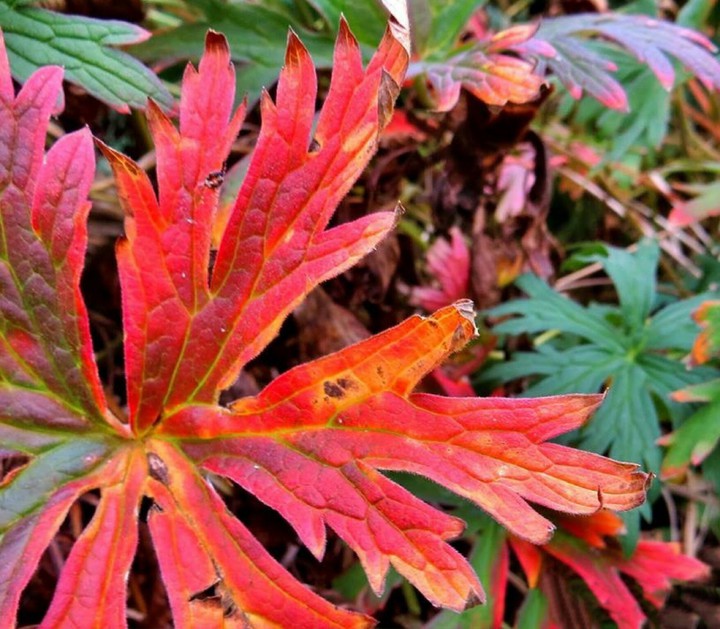 Autumn colors