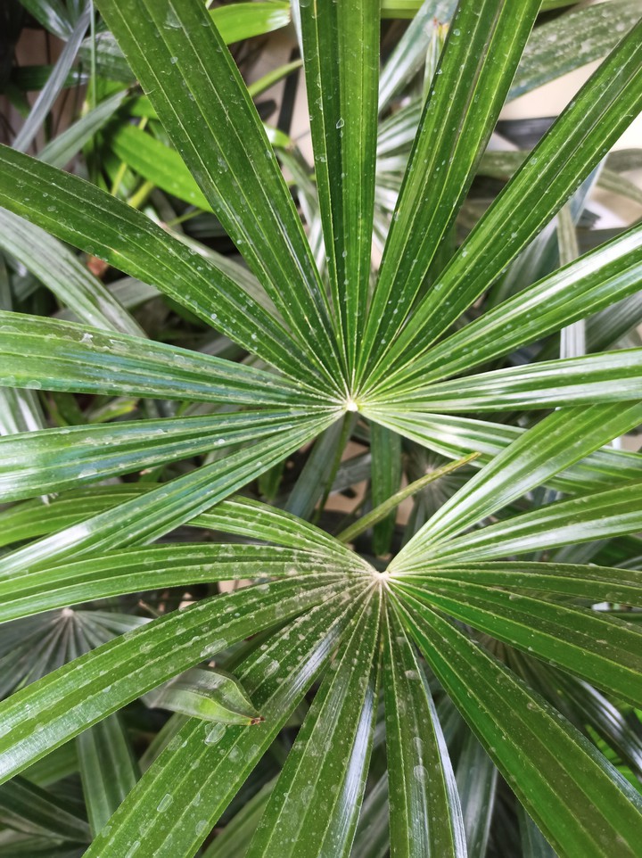 plants