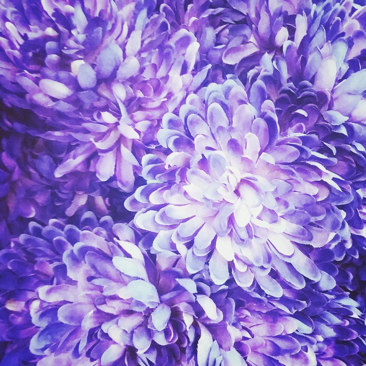 Purple flowers