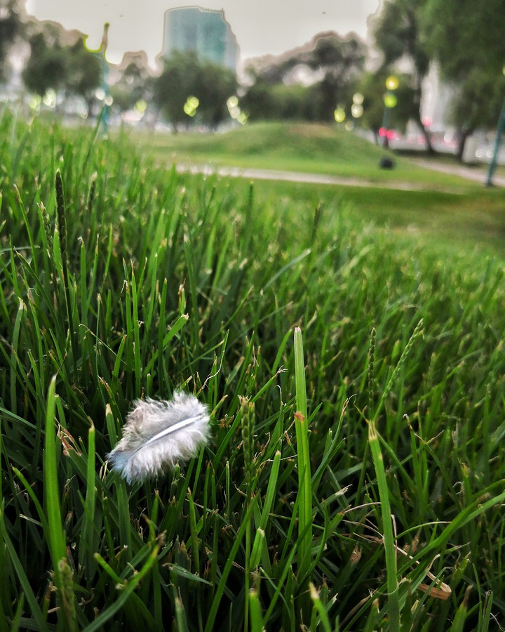 grass and her feather