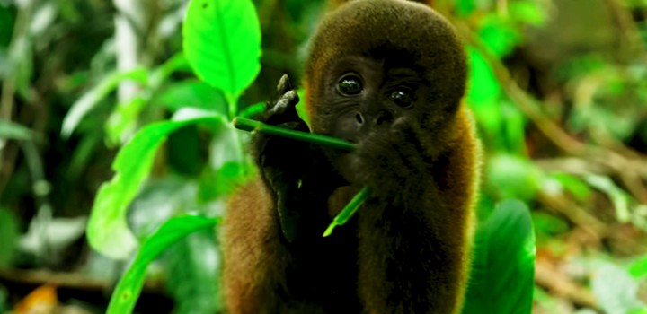 monkey