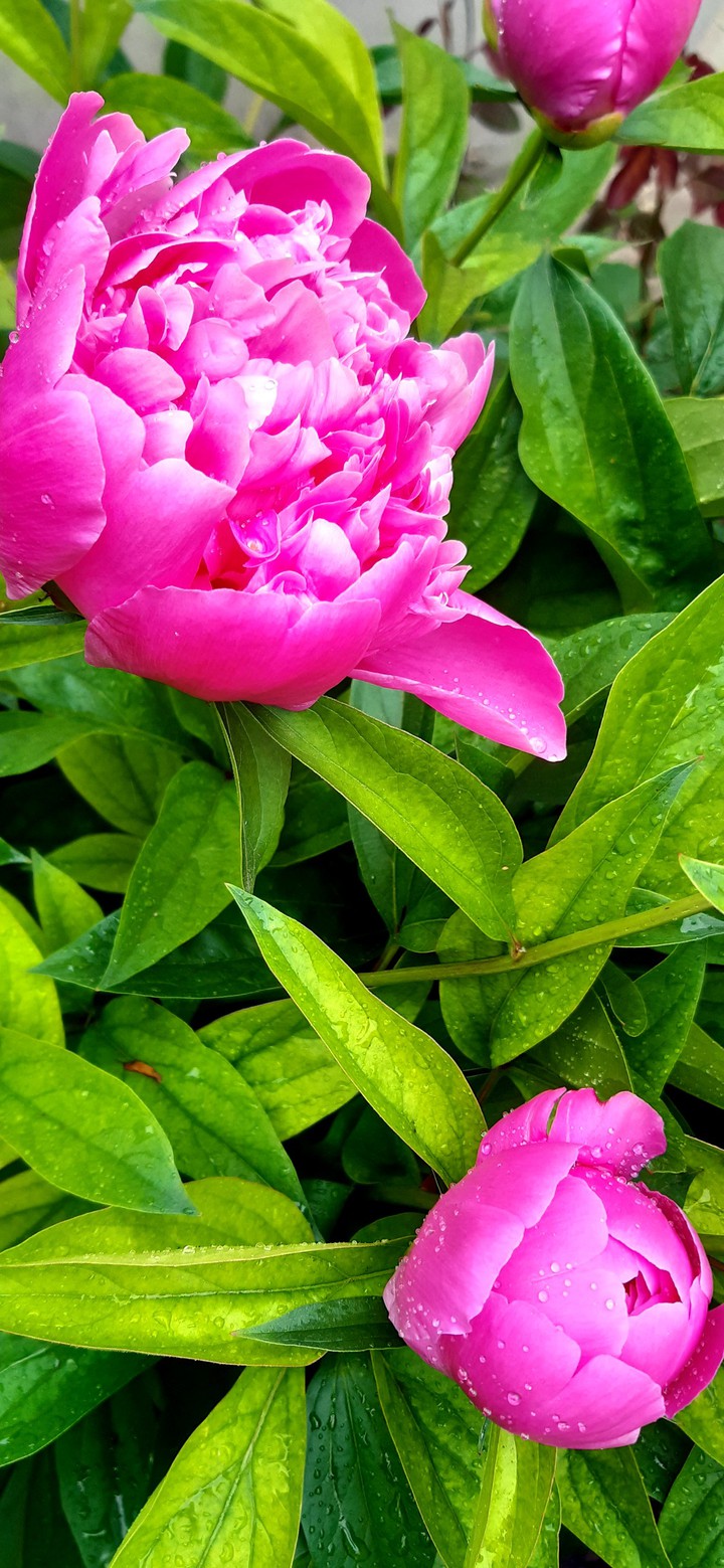 #peonies