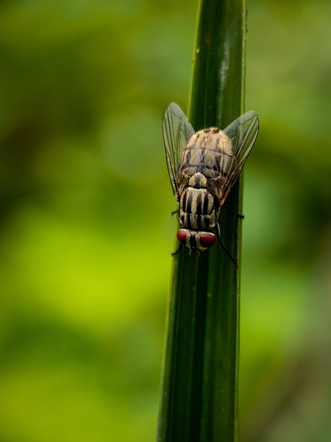 hd, invertebrate वॉलपेपर