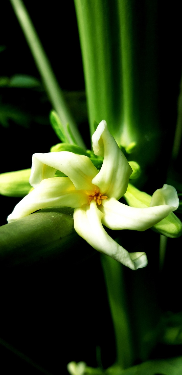 Papaya Flower