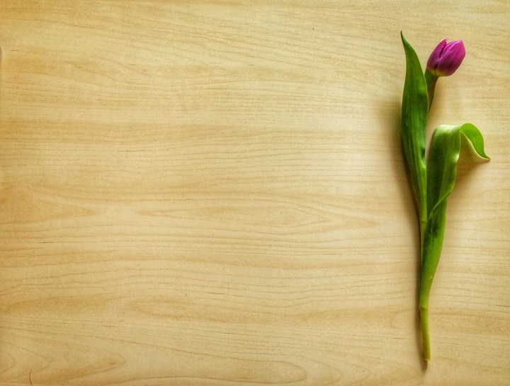 lonely tulip