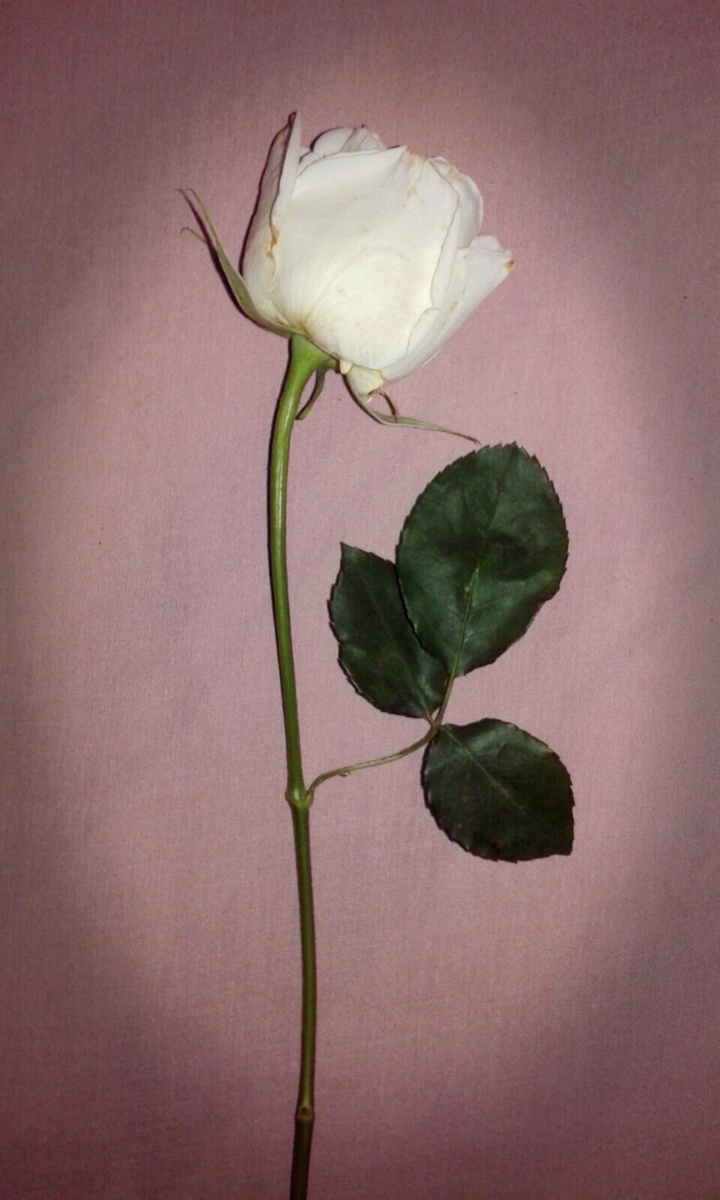 Flor
