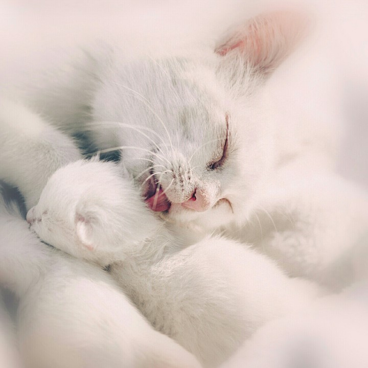 cute cat