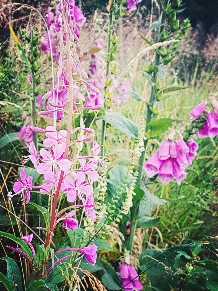 Blumenpracht