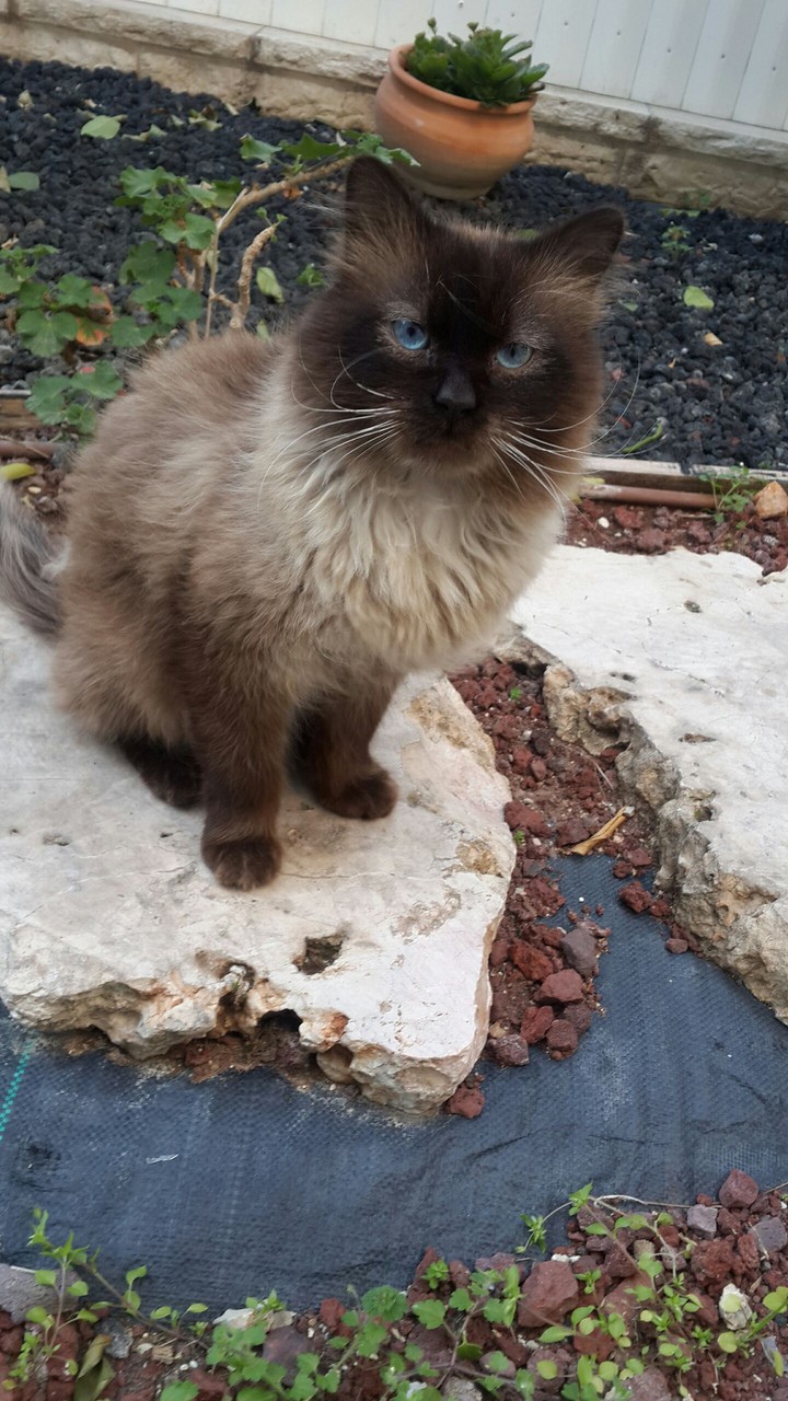 ♡my lovely cat♡