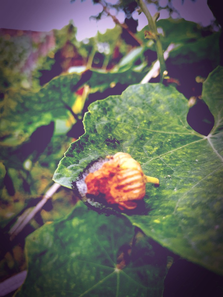 Nature
