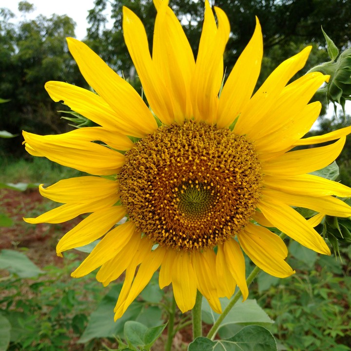 A Big Yellow Beauty