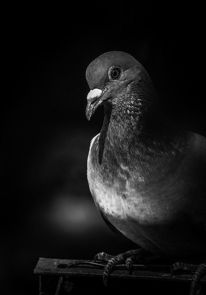 pigeon posed for monochrome.
