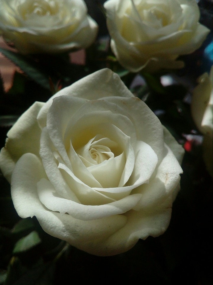 flowers