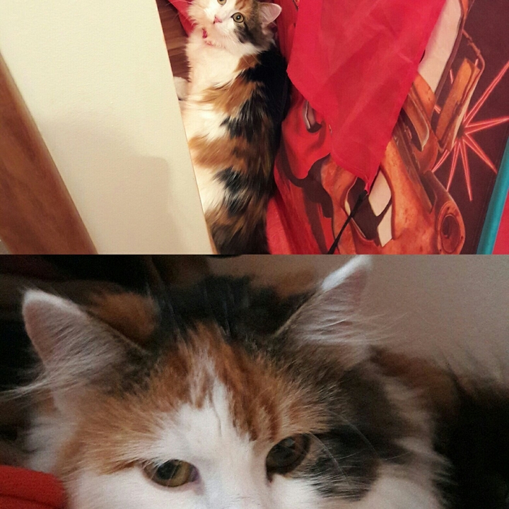 cat